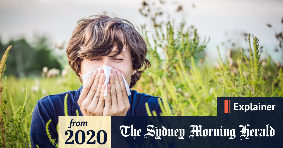 Hay fever How to prevent it, why you get it, and this season's hay